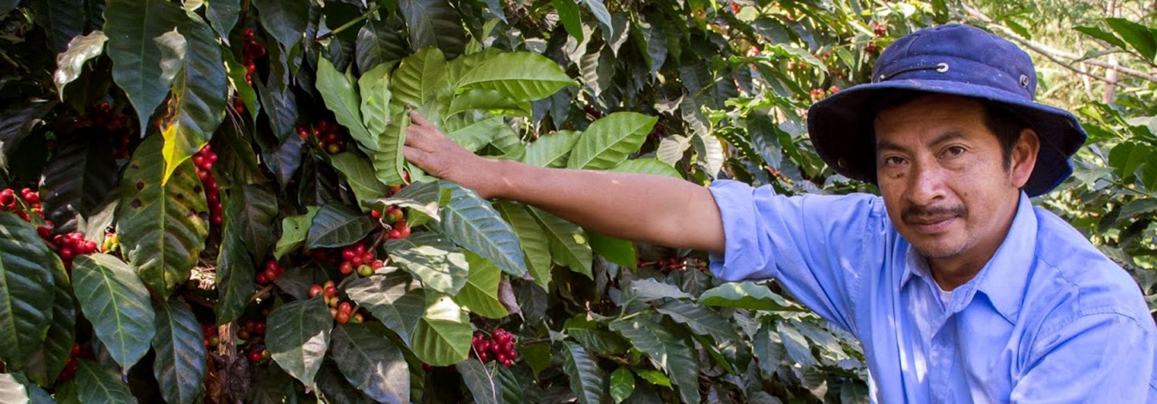 Guatemala agricultural businesses