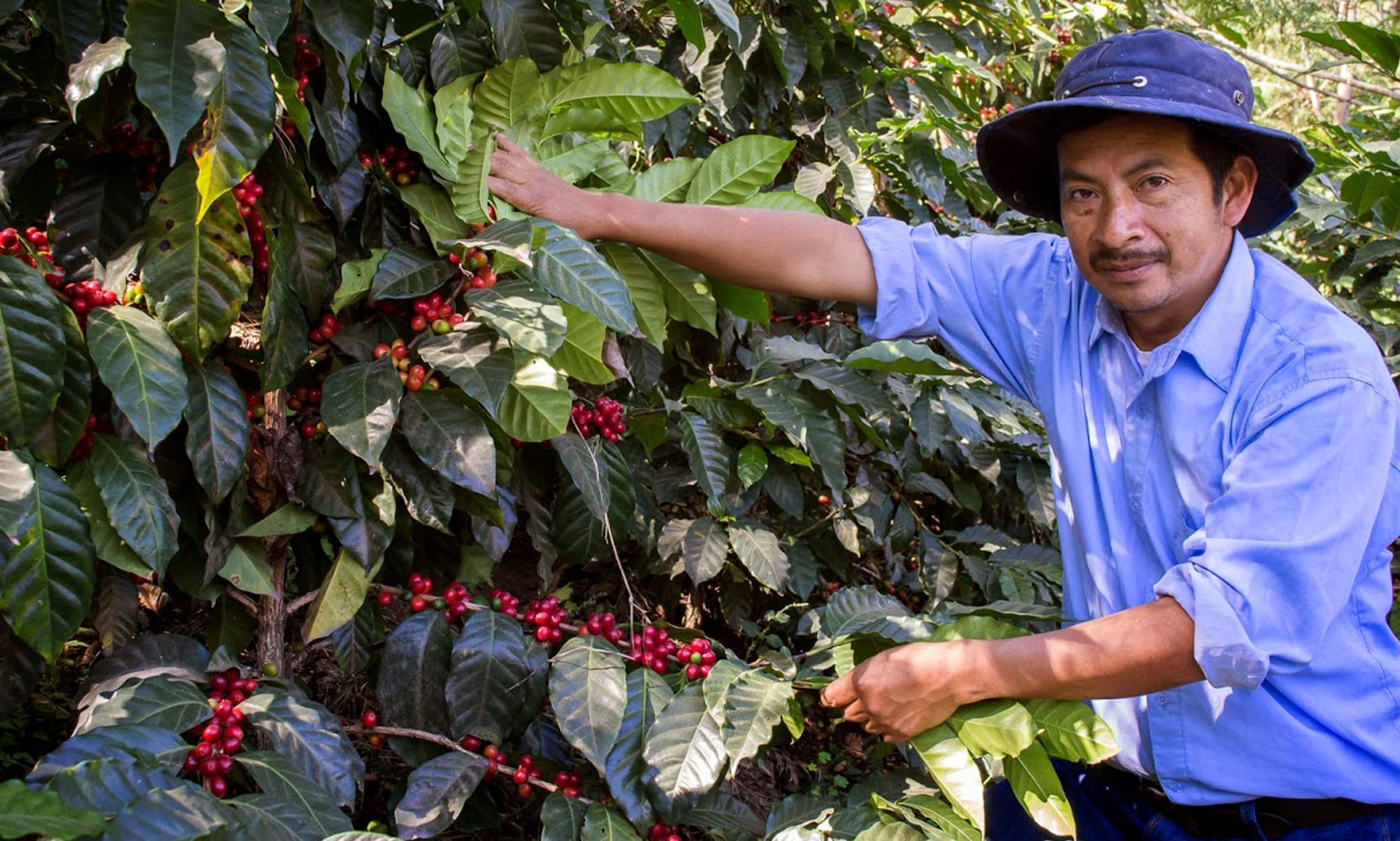 Guatemala agricultural businesses