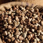 Cashews harvested inside a sack