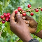 Coffee cherries on the vine