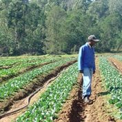 Man standing in rows of farm inspecting his crops