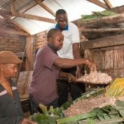 Three men working with cocoa beans