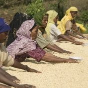 Group of Ethiopian farmers drying out coffee beans