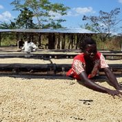 Farmer working to dry coffee beans in Sudan