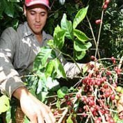 Engmar Omar Ort’z picks coffee at La Panorma coffee farm