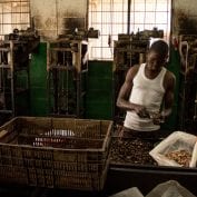 Worker hand processing cashews at Mozacaju facility