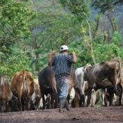 A farmer herds his cattle