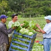 Group of men inspecting their lettuce in Nicaragua