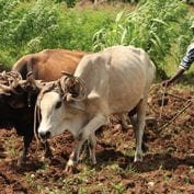 Man working with cows