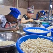 Group of workers processing cashews