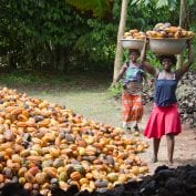 Group of farmers holding cocoa over their heads in baskets