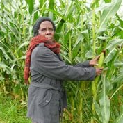 Person inspecting their crops