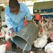 Man feeding chickens