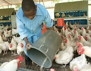 Man feeding chickens