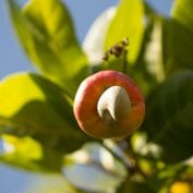 Cashew in Mozambique