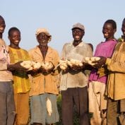 Group of farmers smiling holding corn crops