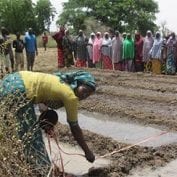 People watching women work in their farm