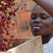 Person during coffee cherries