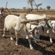 Man tilling field with oxen, Chau Mahla District, Rajasthan, India