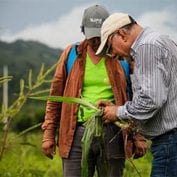 Two people working together with their crops