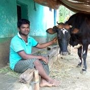 Man smiling with cow in India