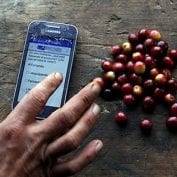 Coffee cherries and a smartphone