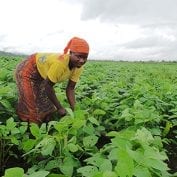 Person tending the fields and crops