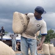 Man working hauling sacks of cocoa beans