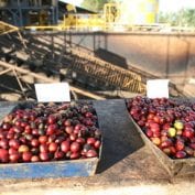 Coffee growers working on capacity