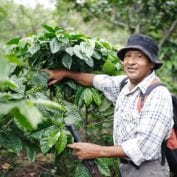 Man smiling while working with coffee plants