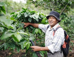 Man smiling while working with coffee plants