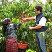 Two people picking coffee cherries together