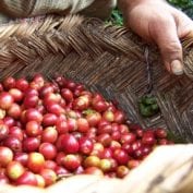 Coffee cherries in a basket