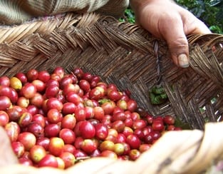 Coffee cherries in a basket