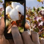 smallholder farmer uses mobile phone