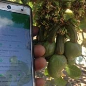 Using a smartphone to cultivate cashews