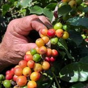 Puerto Rican coffee cherries