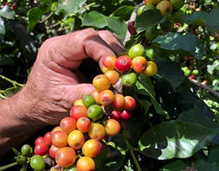 Puerto Rican coffee cherries
