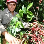 Man working with coffee trees