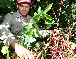 Man working with coffee trees
