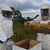 Two men working with honey and bees