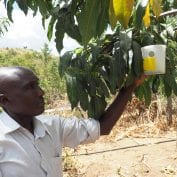 Moses Mwaniki tending to his fly traps