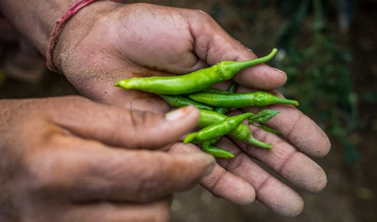 Person from India holding crops. Part of the October 2023 climate change quiz. 