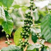 Coffee beans on the vine in Ethiopia