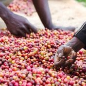 Person picking through coffee cherries