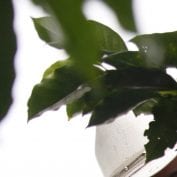 Man working picking coffee cherries