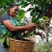 Woman picking coffee cherries into a basket