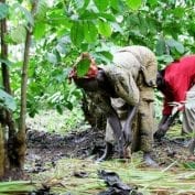 Farmers working to tend their coffee trees