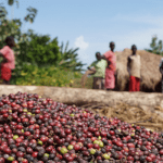 Coffee beans piled up