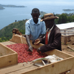 Two coffee farmers inspecting their beans